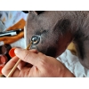 Stokpaard Hobby Paard Donkere Baai A4