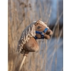 Stokpaard Hobby Paard Palomino A4